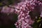 Sakura jap. ã•ãã‚‰, jap. æ¡œ, old æ«» is the collective name of 11 species and several varieties of trees of the Plum subfamily